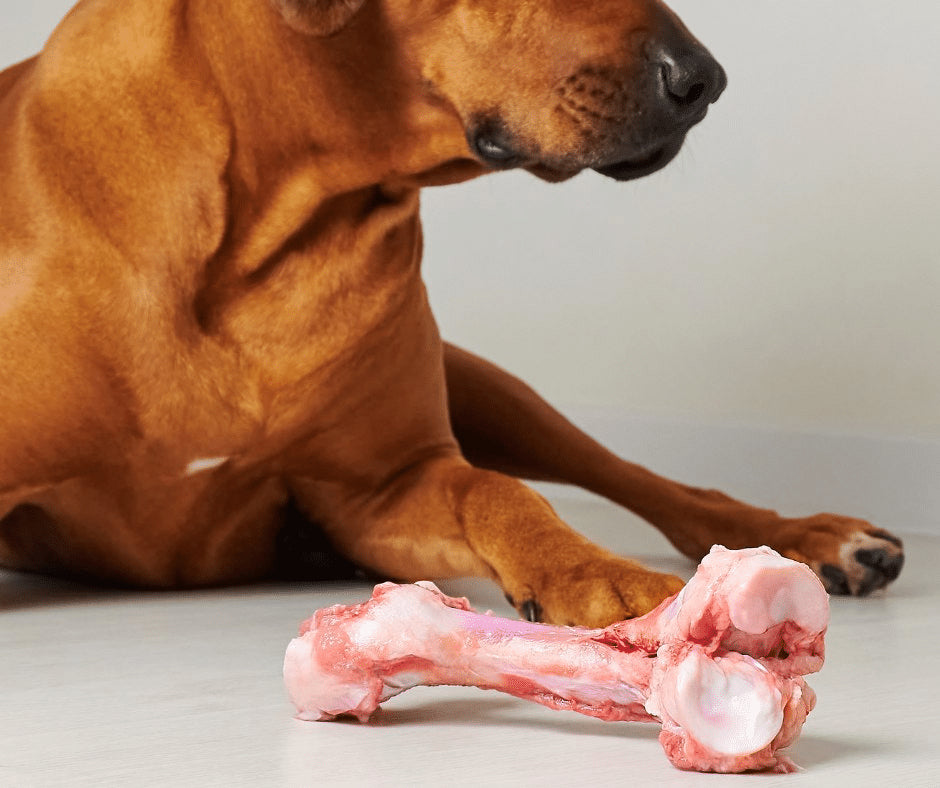 Why cant dogs top have chicken bones