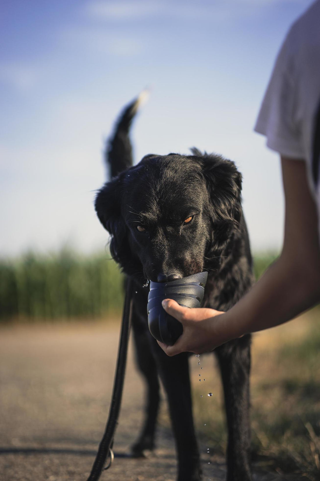 How much should your dog be drinking?