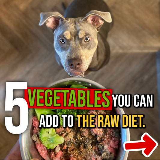 What VEGETABLES can your dog eat?