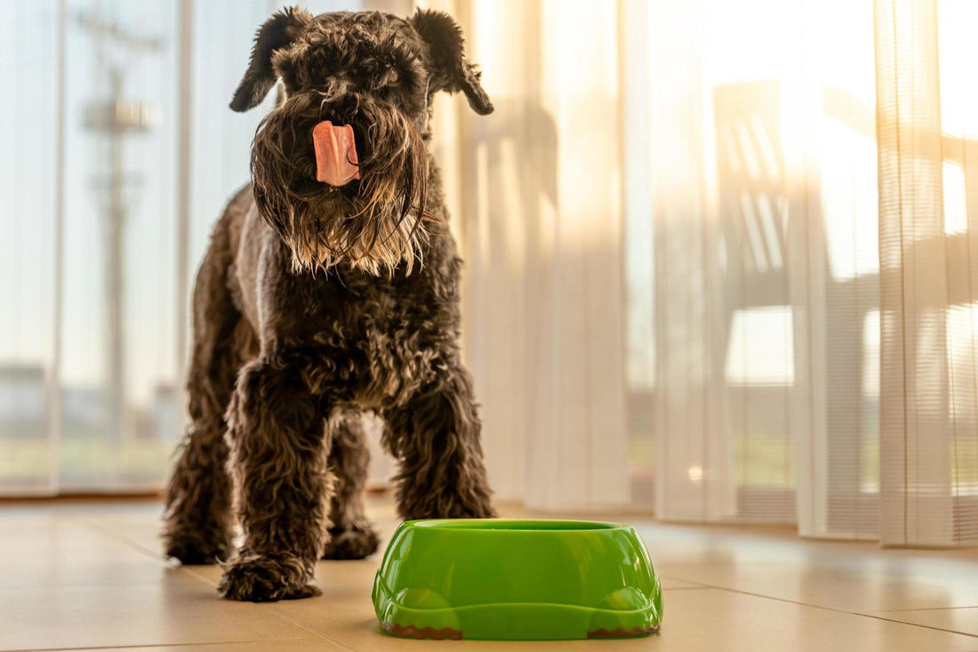 Transitioning Your Dog to a Raw Food Diet