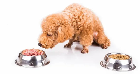 Choosing the Best Raw Dog Food for Your Dog: Solving Common Diet Problems