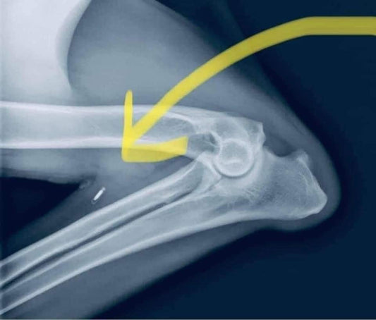 Microchip Migration in Pets: Why Regular Scans Matter for Your Dog’s Safety